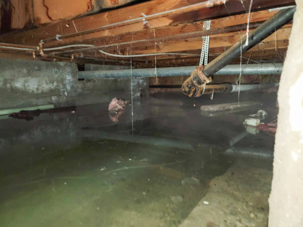 Best Professional water damage repair  in Edgewood, OH